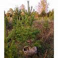 Саженцы, сосна обыкновенная (Pinus sylvestris), Стандарт, 180-220 см. купить в Красноярске